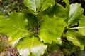 Lord Howe Island_20061209_077